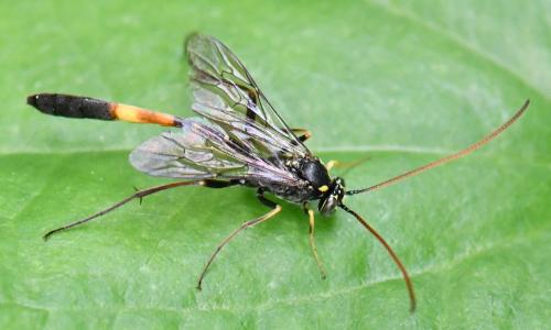 Hellwigia obscura